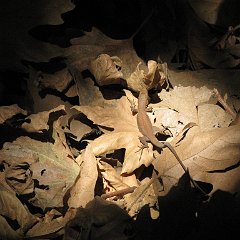 IMG_3933