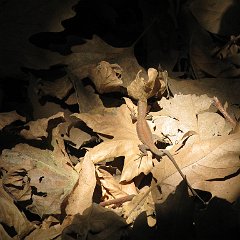 IMG_3934