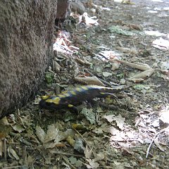 IMG_3936