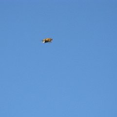 IMG_4675