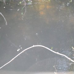 IMG_4676