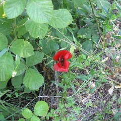 IMG_4677