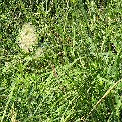 IMG_4685