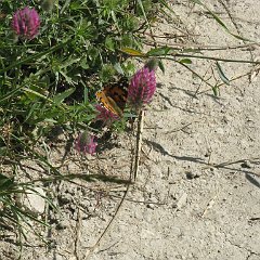 IMG_4697
