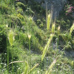 IMG_4700