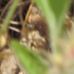 IMG_1222