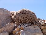 Thumbnail Image, Click to Enlarge thumb_IMG_1337.JPG