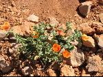 Thumbnail Image, Click to Enlarge thumb_IMG_1340.JPG