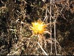 Thumbnail Image, Click to Enlarge thumb_IMG_1278.JPG