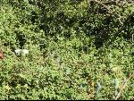 Thumbnail Image, Click to Enlarge thumb_IMG_1280.JPG