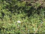 Thumbnail Image, Click to Enlarge thumb_IMG_1281.JPG
