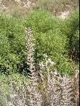 Thumbnail Image, Click to Enlarge thumb_IMG_1282.JPG