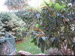 Thumbnail Image, Click to Enlarge thumb_IMG_3432.JPG