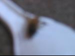 Thumbnail Image, Click to Enlarge thumb_IMG_3441.JPG