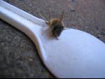 Thumbnail Image, Click to Enlarge thumb_IMG_3442.JPG