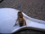 Thumbnail Image, Click to Enlarge thumb_IMG_3444.JPG