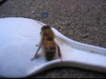 Thumbnail Image, Click to Enlarge thumb_IMG_3445.JPG