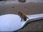 Thumbnail Image, Click to Enlarge thumb_IMG_3446.JPG