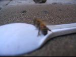 Thumbnail Image, Click to Enlarge thumb_IMG_3447.JPG