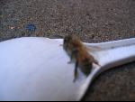 Thumbnail Image, Click to Enlarge thumb_IMG_3448.JPG