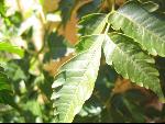 Thumbnail Image, Click to Enlarge thumb_IMG_3451.JPG