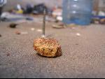 Thumbnail Image, Click to Enlarge thumb_IMG_3459.JPG