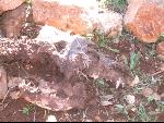 Thumbnail Image, Click to Enlarge thumb_IMG_3499.JPG