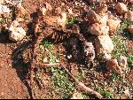 Thumbnail Image, Click to Enlarge thumb_IMG_3500.JPG