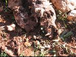 Thumbnail Image, Click to Enlarge thumb_IMG_3501.JPG