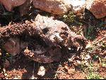 Thumbnail Image, Click to Enlarge thumb_IMG_3502.JPG