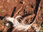 Thumbnail Image, Click to Enlarge thumb_IMG_3503.JPG
