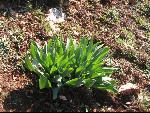 Thumbnail Image, Click to Enlarge thumb_IMG_3506.JPG