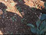 Thumbnail Image, Click to Enlarge thumb_IMG_3508.JPG