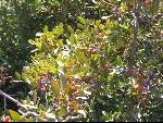 Thumbnail Image, Click to Enlarge thumb_IMG_3509.JPG