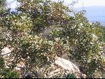 Thumbnail Image, Click to Enlarge thumb_IMG_3512.JPG