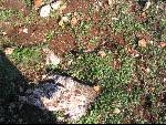 Thumbnail Image, Click to Enlarge thumb_IMG_3522.JPG