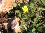 Thumbnail Image, Click to Enlarge thumb_IMG_3528.JPG