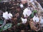 Thumbnail Image, Click to Enlarge thumb_IMG_3529.JPG