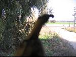 Thumbnail Image, Click to Enlarge thumb_IMG_3533.JPG