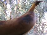 Thumbnail Image, Click to Enlarge thumb_IMG_3534.JPG