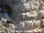 Thumbnail Image, Click to Enlarge thumb_IMG_0532.JPG