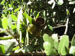 Thumbnail Image, Click to Enlarge thumb_IMG_0547.JPG