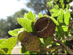 Thumbnail Image, Click to Enlarge thumb_IMG_0548.JPG