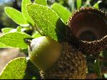 Thumbnail Image, Click to Enlarge thumb_IMG_0549.JPG