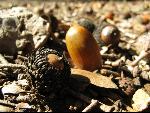Thumbnail Image, Click to Enlarge thumb_IMG_0552.JPG