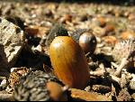 Thumbnail Image, Click to Enlarge thumb_IMG_0553.JPG