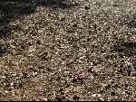Thumbnail Image, Click to Enlarge thumb_IMG_0555.JPG