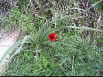 Thumbnail Image, Click to Enlarge thumb_IMG_1617.JPG