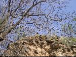 Thumbnail Image, Click to Enlarge thumb_IMG_1650.JPG