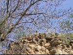Thumbnail Image, Click to Enlarge thumb_IMG_1651.JPG